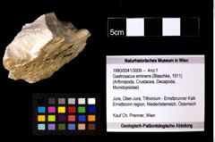 Foto (Objekt + Etiketten) von Gastrosacus eminens (Blaschke, 1911) 